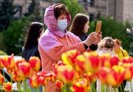 Woman takes pictures of tulips