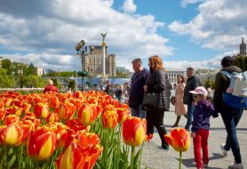 Tulips on Independence Square