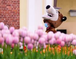 Animator near the flowerbed with tulips