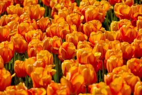 Tulips
