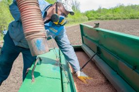 Sowing campaign