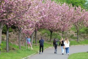 Цветение сакуры