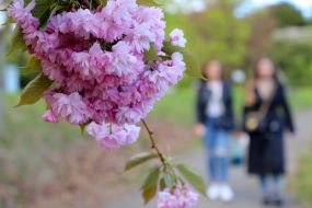 Ветка цветущей сакуры