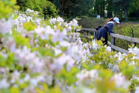 Цветущее дерево в ботсаду