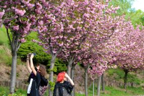 Цветение сакуры