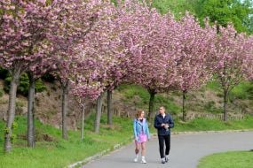 Цветение сакуры