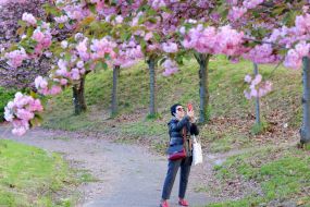 Цветение сакуры