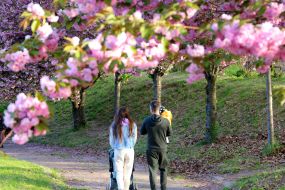 Цветение сакуры