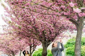 Cherry blossom in Lviv