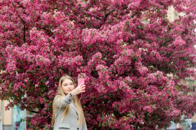 Cherry blossom in Lviv
