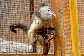 A monkey in the Berdyansk zoo "Safari
