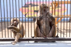 A monkey in the Berdyansk zoo "Safari