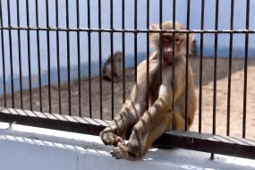 A monkey in the Berdyansk zoo "Safari