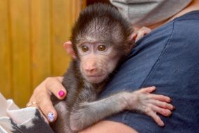 A monkey in the Berdyansk zoo "Safari