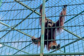 A monkey in the Berdyansk zoo "Safari