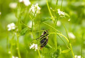 Beetle on the plant
