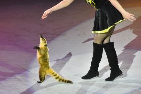 Premiere of the new show "Circus Rhythms of the Heart!" in Zaporozhye