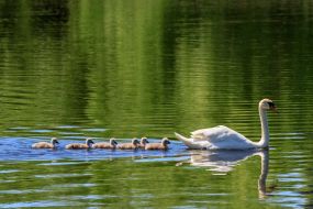 The female whooper swan with a brood swims on a pond