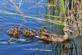 Wild duck with ducklings