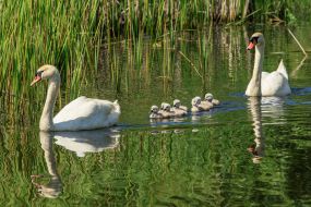Whooper swans with brood swim on the pond