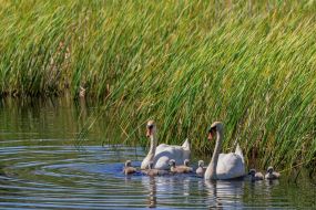 Whooper swans with brood swim on the pond