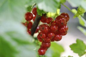 Red currant