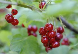 Red currant