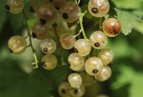 White currants