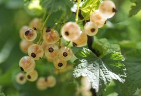 White currants