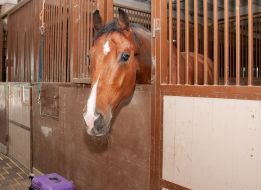 Horse in the stable