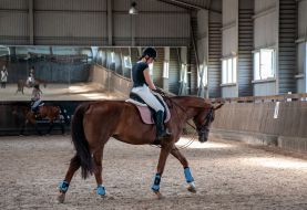 Preparation for the equestrian sports festival