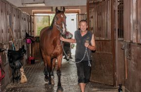 Preparation for the equestrian sports festival