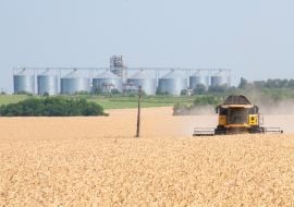 Grain harvest