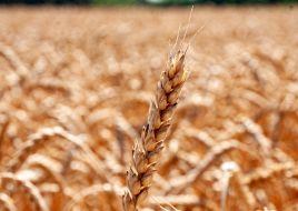 Wheat