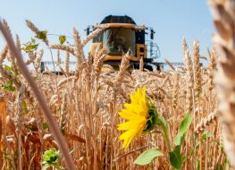 Grain harvest