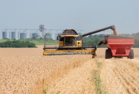 Grain harvest