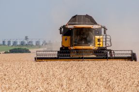 Grain harvest