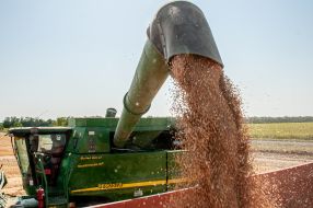 Grain harvest
