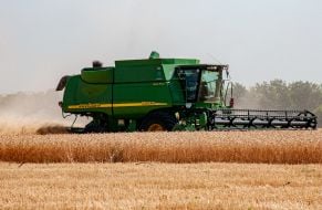 Grain harvest