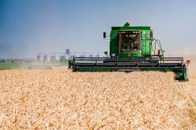Grain harvest