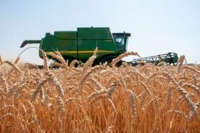 Grain harvest