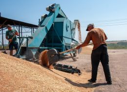 Grain harvest