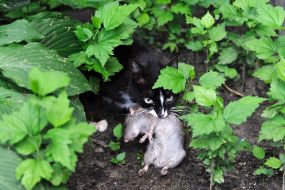 Cat caught a rat