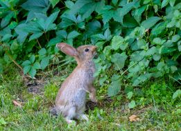 Hare in the National Park "Mezhyhirya"