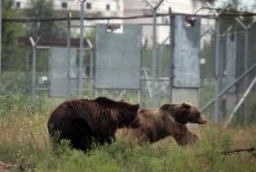 Приют для медведей "Белая скала"