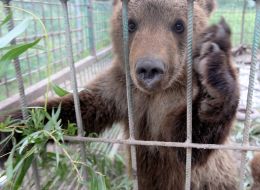 Медвежонок в вольере