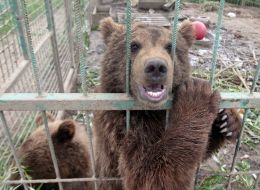 Медвежата в вольере