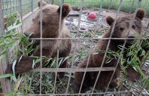 Медвежата в вольере