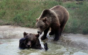 Приют для медведей "Белая скала"