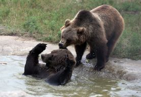 Приют для медведей "Белая скала"